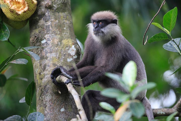 udawalawe_neel_jeep_safari_monkeys